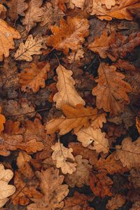 Preview wallpaper leaves, brown, dry, fallen, autumn