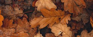 Preview wallpaper leaves, brown, dry, fallen, autumn