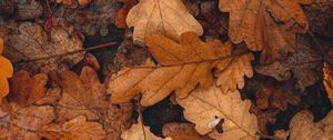 Preview wallpaper leaves, brown, dry, fallen, autumn