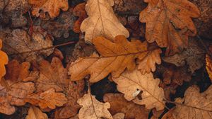 Preview wallpaper leaves, brown, dry, fallen, autumn