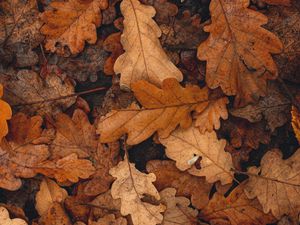 Preview wallpaper leaves, brown, dry, fallen, autumn