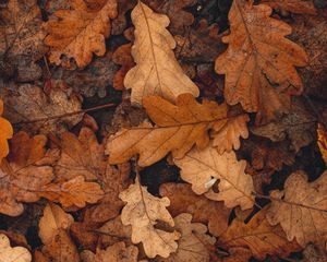 Preview wallpaper leaves, brown, dry, fallen, autumn