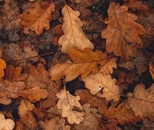 Preview wallpaper leaves, brown, dry, fallen, autumn