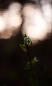 Preview wallpaper leaves, bud, branch, macro, blur