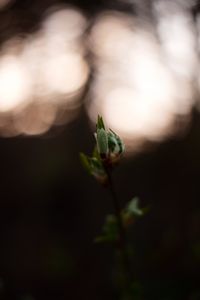 Preview wallpaper leaves, bud, branch, macro, blur