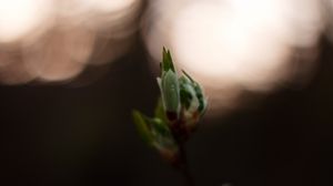 Preview wallpaper leaves, bud, branch, macro, blur