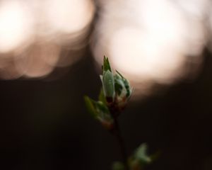 Preview wallpaper leaves, bud, branch, macro, blur