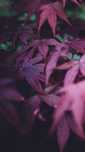 Preview wallpaper leaves, burgundy, branches, blur