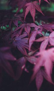 Preview wallpaper leaves, burgundy, branches, blur