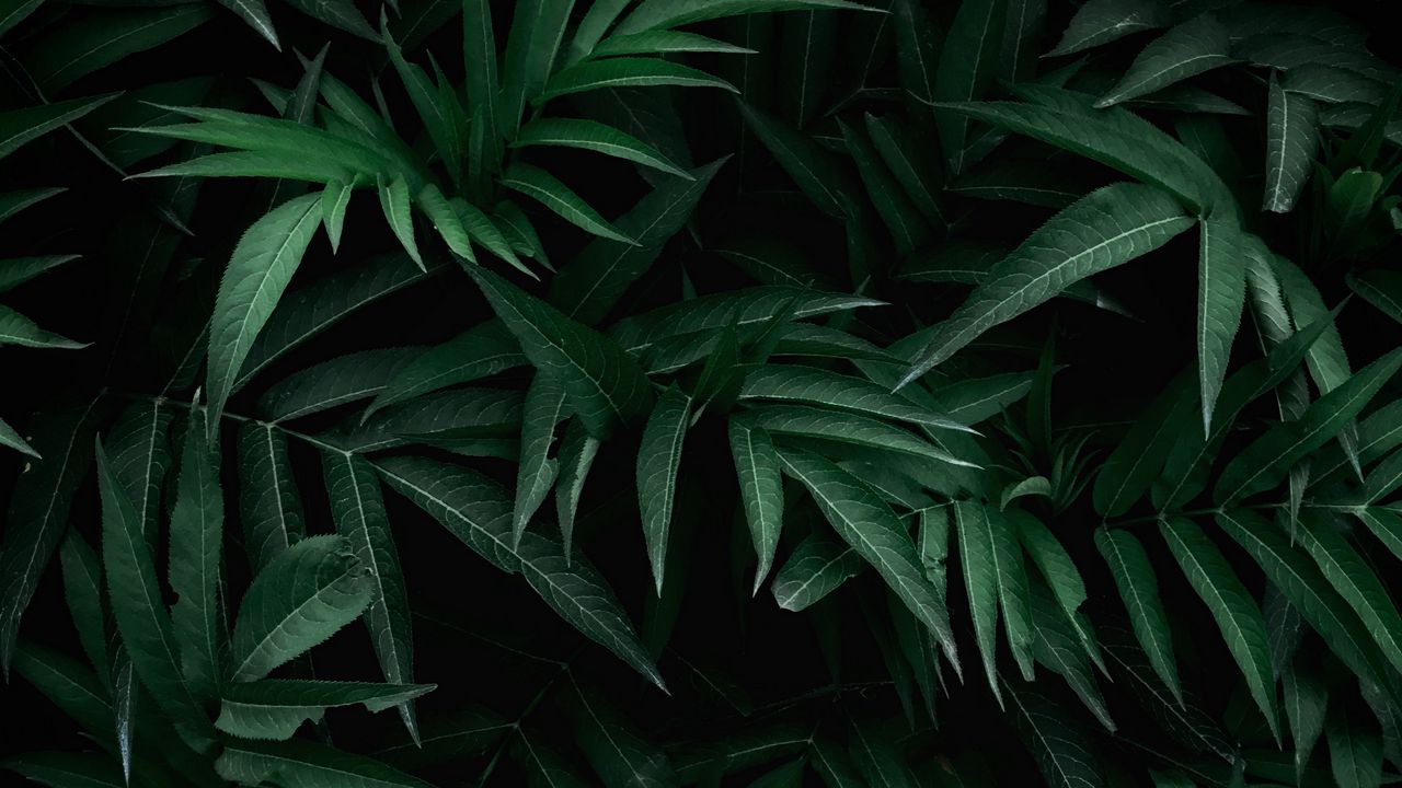Wallpaper leaves, bush, branches, green