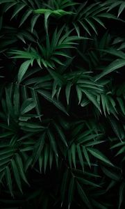 Preview wallpaper leaves, bush, branches, green