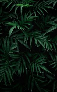 Preview wallpaper leaves, bush, branches, green