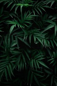 Preview wallpaper leaves, bush, branches, green