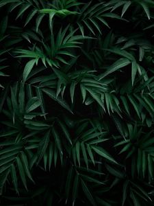 Preview wallpaper leaves, bush, branches, green