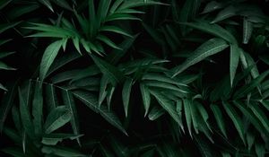Preview wallpaper leaves, bush, branches, green