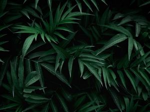 Preview wallpaper leaves, bush, branches, green