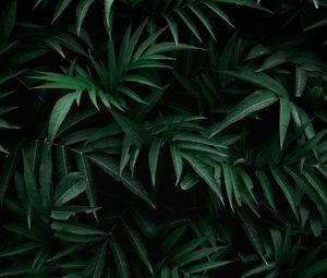 Preview wallpaper leaves, bush, branches, green