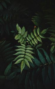 Preview wallpaper leaves, bush, branches, macro, green