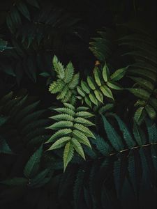 Preview wallpaper leaves, bush, branches, macro, green