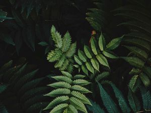 Preview wallpaper leaves, bush, branches, macro, green
