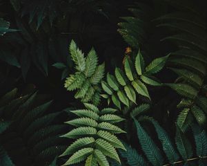 Preview wallpaper leaves, bush, branches, macro, green