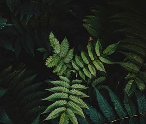 Preview wallpaper leaves, bush, branches, macro, green