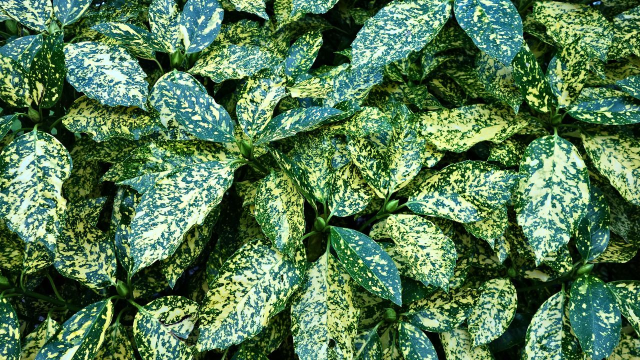 Wallpaper leaves, bush, green