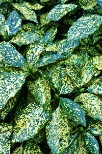 Preview wallpaper leaves, bush, green