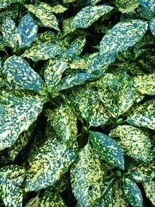 Preview wallpaper leaves, bush, green