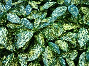 Preview wallpaper leaves, bush, green