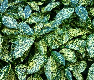 Preview wallpaper leaves, bush, green
