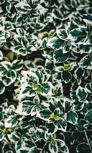 Preview wallpaper leaves, bush, plant, white, green, spotted