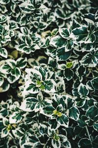 Preview wallpaper leaves, bush, plant, white, green, spotted