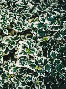 Preview wallpaper leaves, bush, plant, white, green, spotted