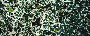 Preview wallpaper leaves, bush, plant, white, green, spotted