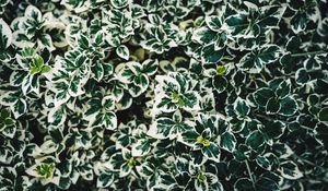 Preview wallpaper leaves, bush, plant, white, green, spotted