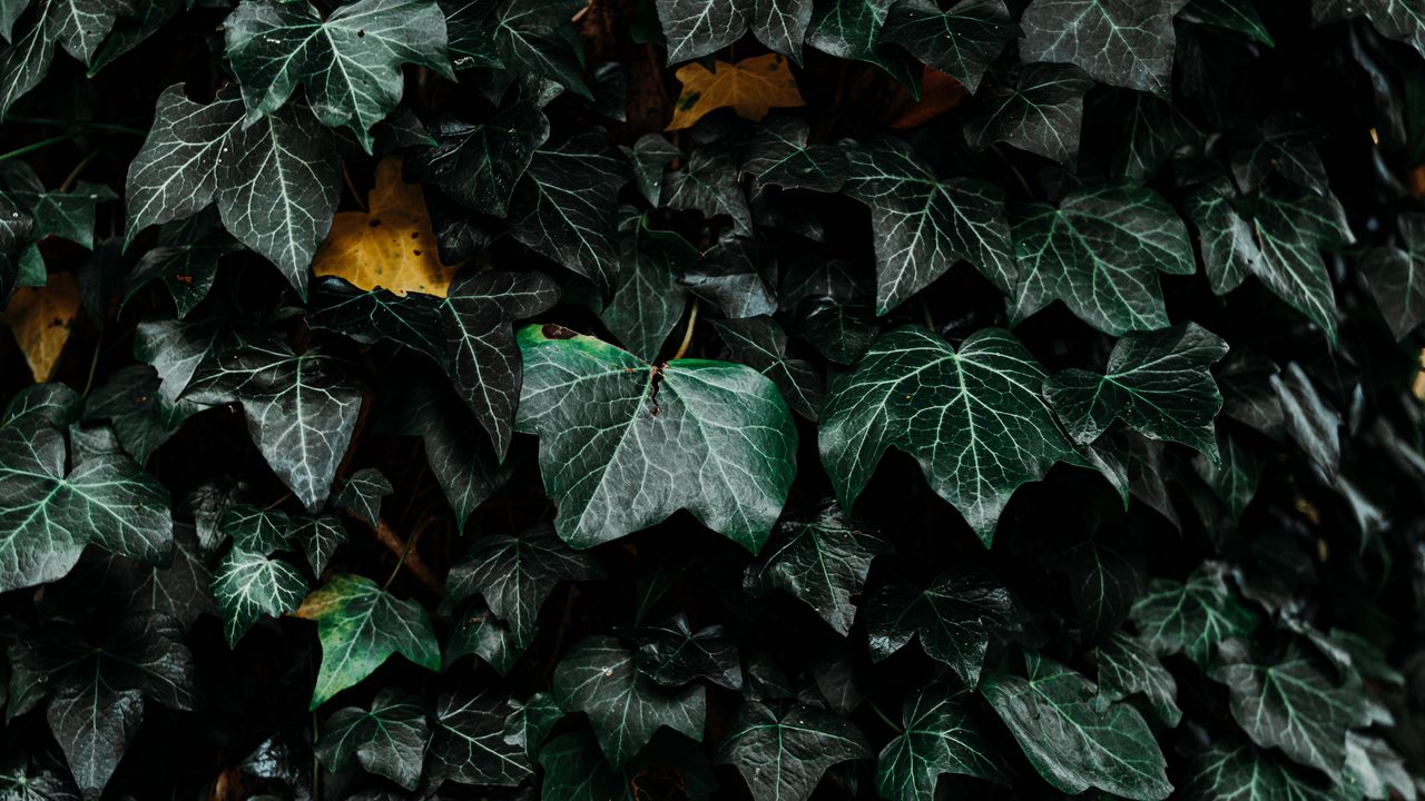 Wallpaper leaves, bush, plant, green
