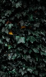 Preview wallpaper leaves, bush, plant, green
