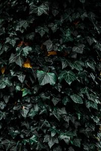 Preview wallpaper leaves, bush, plant, green
