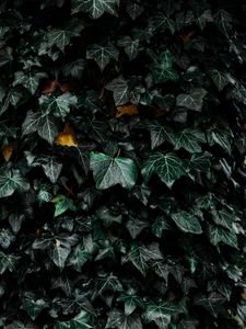 Preview wallpaper leaves, bush, plant, green