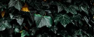 Preview wallpaper leaves, bush, plant, green