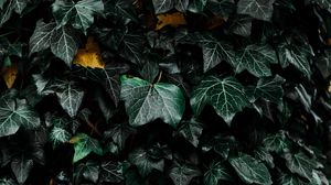 Preview wallpaper leaves, bush, plant, green