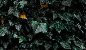 Preview wallpaper leaves, bush, plant, green