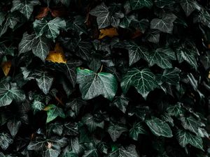Preview wallpaper leaves, bush, plant, green