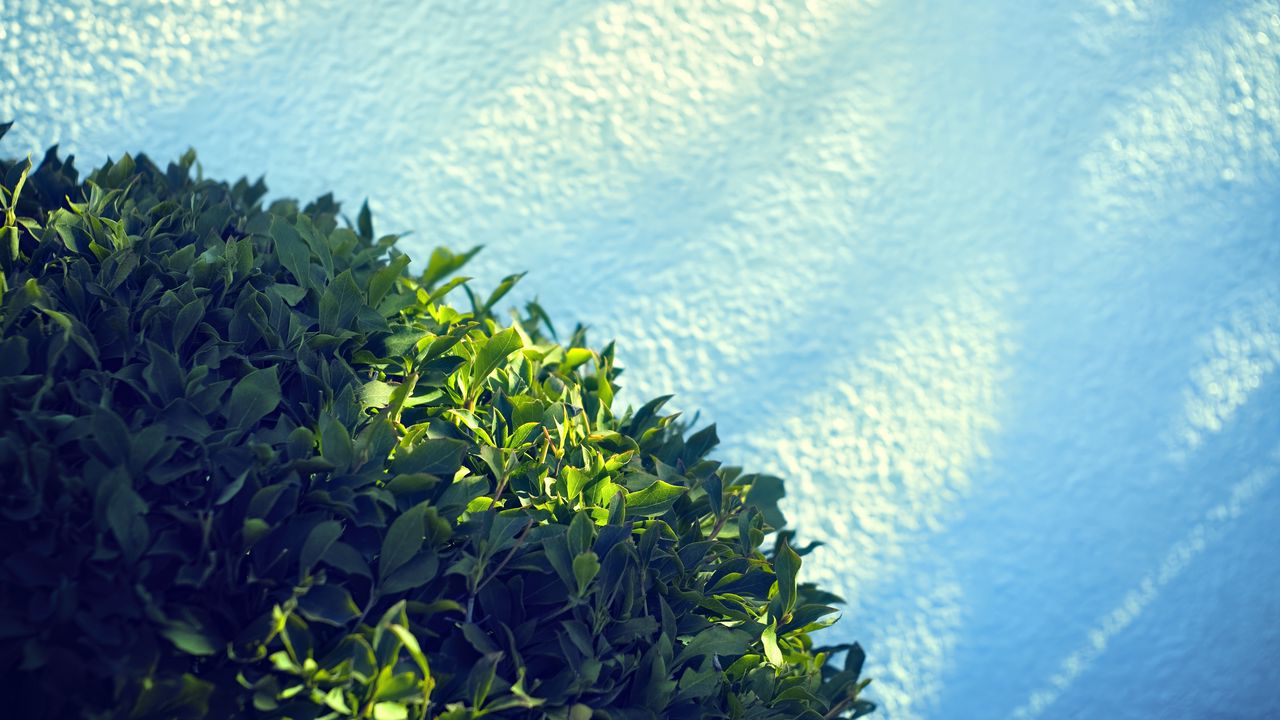 Wallpaper leaves, bush, sand, shadow