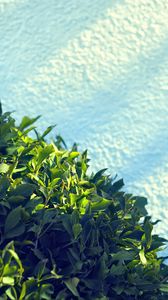 Preview wallpaper leaves, bush, sand, shadow