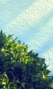 Preview wallpaper leaves, bush, sand, shadow