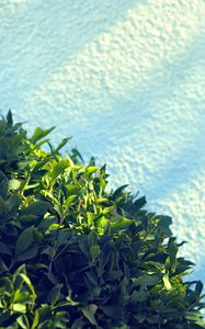 Preview wallpaper leaves, bush, sand, shadow