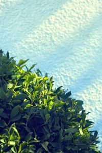 Preview wallpaper leaves, bush, sand, shadow