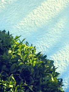 Preview wallpaper leaves, bush, sand, shadow